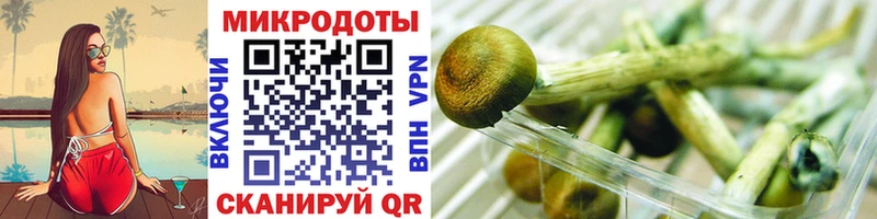 Купить Кедровый Галлюциногенные грибы Psilocybe